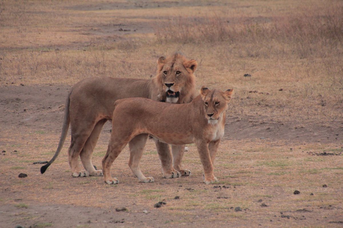 Ngorogoro-olduvai-img_9554