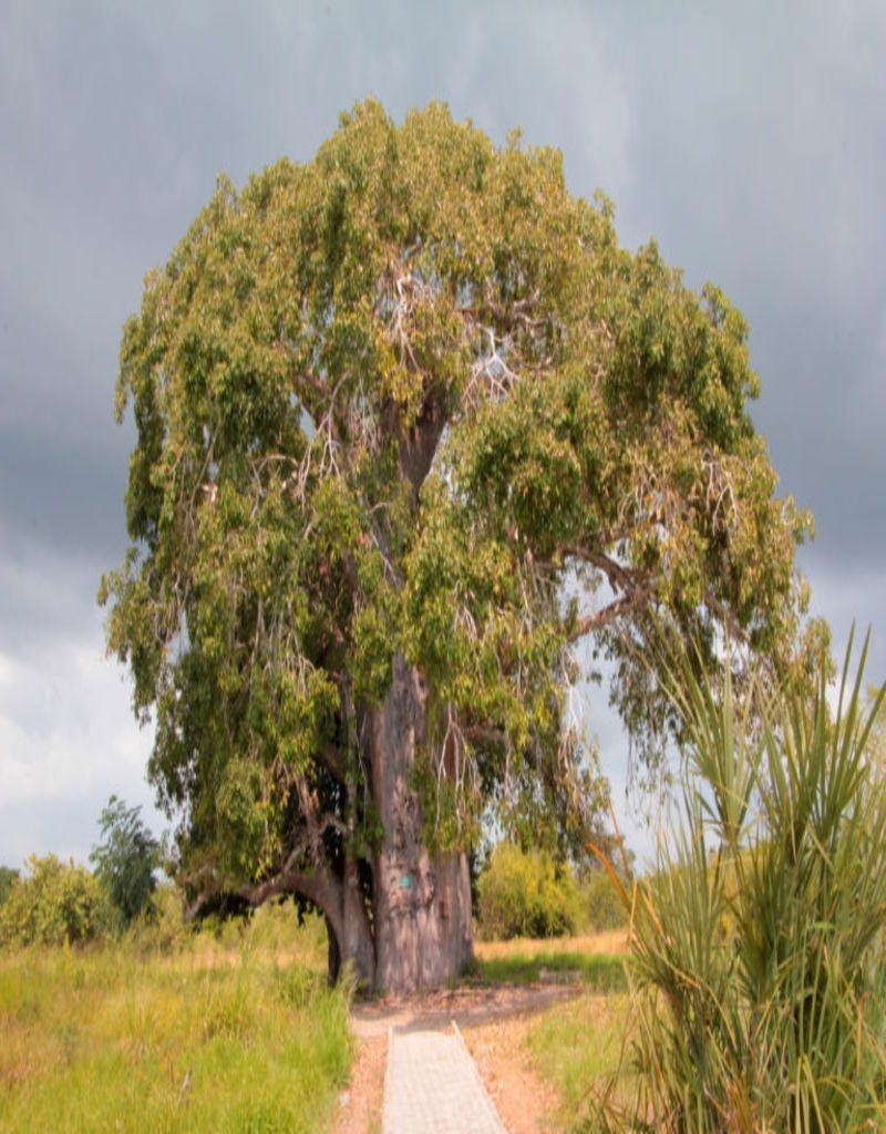 Baobab. Bagamoyo