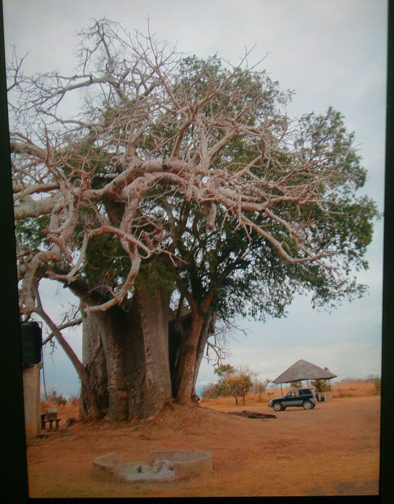 Morogoro y Parque Nacional de Mikumi