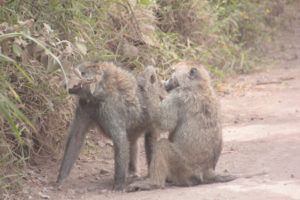 Parque Nacional de Arusha