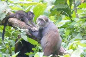 Parque Nacional de Arusha