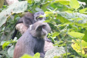 Parque Nacional de Arusha