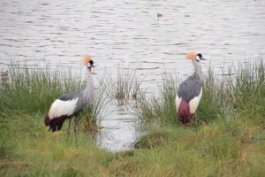 Parque Nacional de Arusha