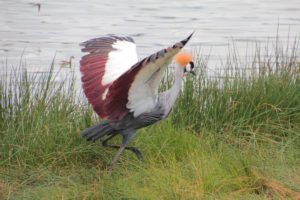 Parque Nacional de Arusha