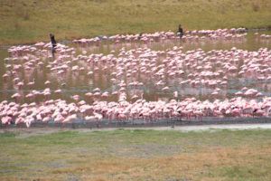 Parque Nacional de Arusha