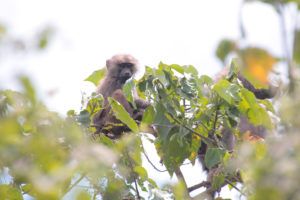 Parque Nacional de Arusha