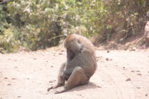 Parque Nacional de Arusha