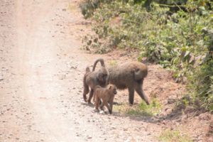 Parque Nacional de Arusha