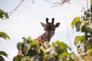 Parque Nacional de Arusha