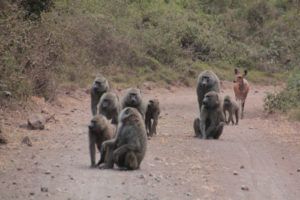 Parque Nacional de Arusha