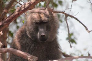 Parque Nacional de Arusha