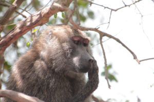 Parque Nacional de Arusha