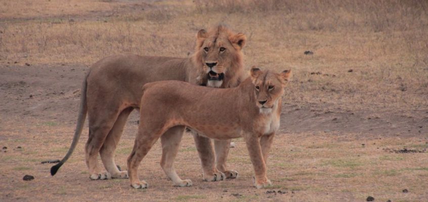 Parque Nacional de Ngorongoro y Garganta del Olduvai