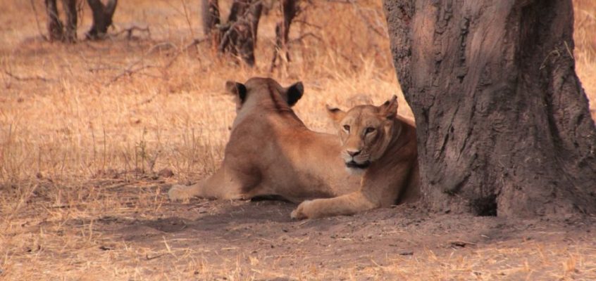 Parque Nacional de Serengeti