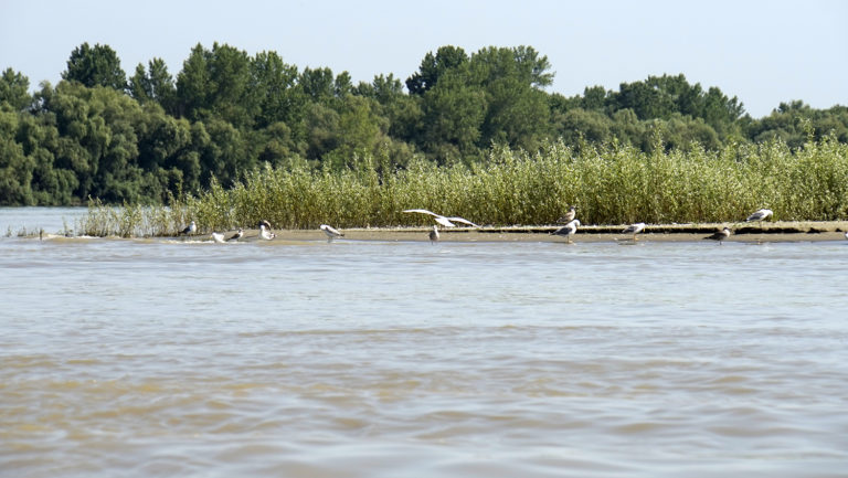 Delta del Danubio