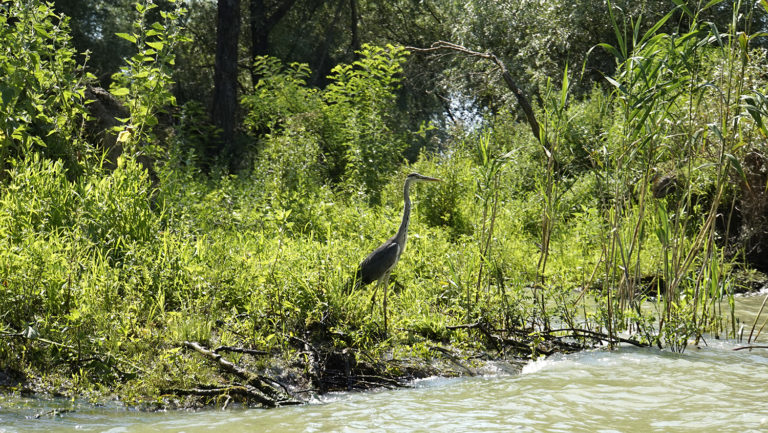 Delta del Danubio