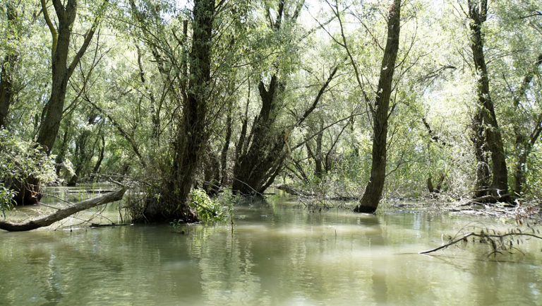 Delta del Danubio