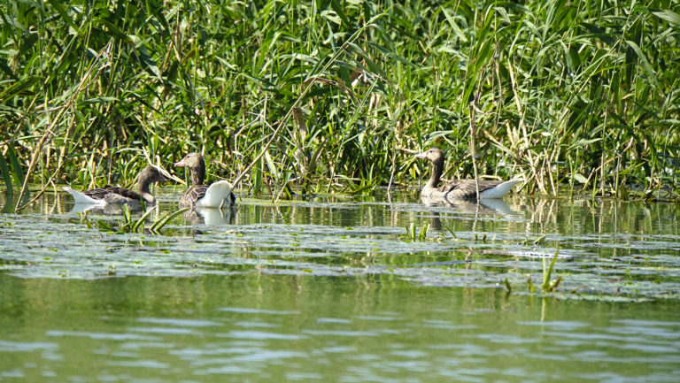 Delta del Danubio