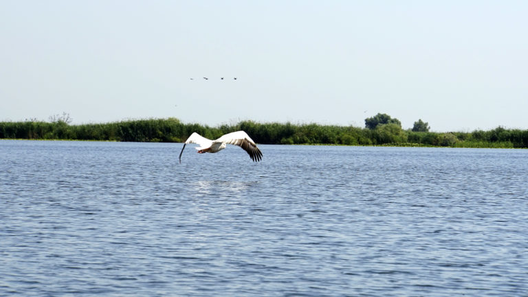 Delta del Danubio