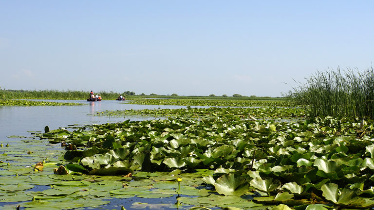 Delta del Danubio