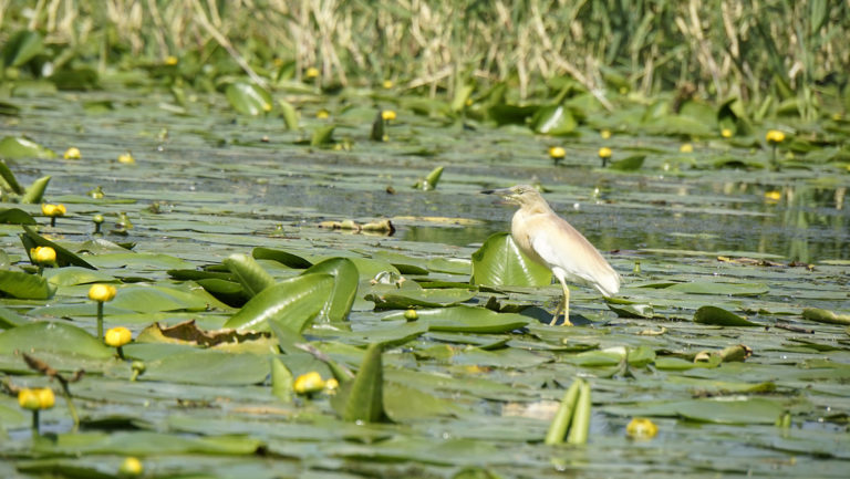 Delta del Danubio